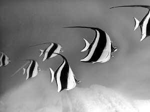 Twirling Moorish Idols/Inverted and twirling added to pho... by Laurie Slawson 